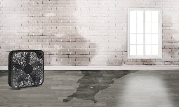 Best Water damage restoration near me  in Leupp, AZ