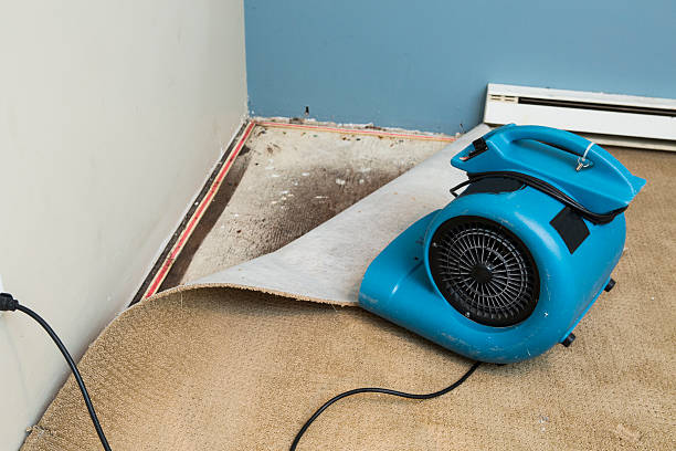 Best Mold removal after water damage  in Leupp, AZ